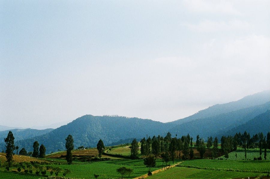 Biligiriranga Hills highlight