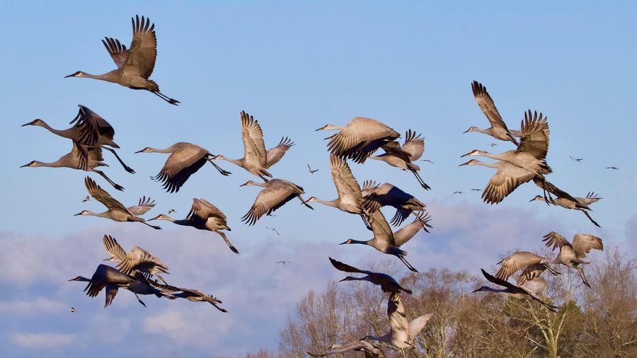 Winter Migrants