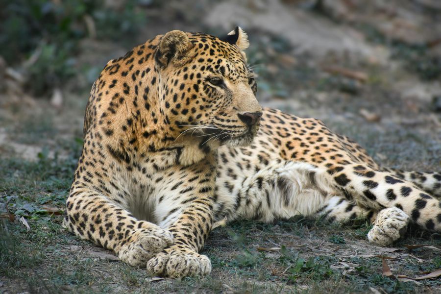 Binsar Wildlife Sanctuary