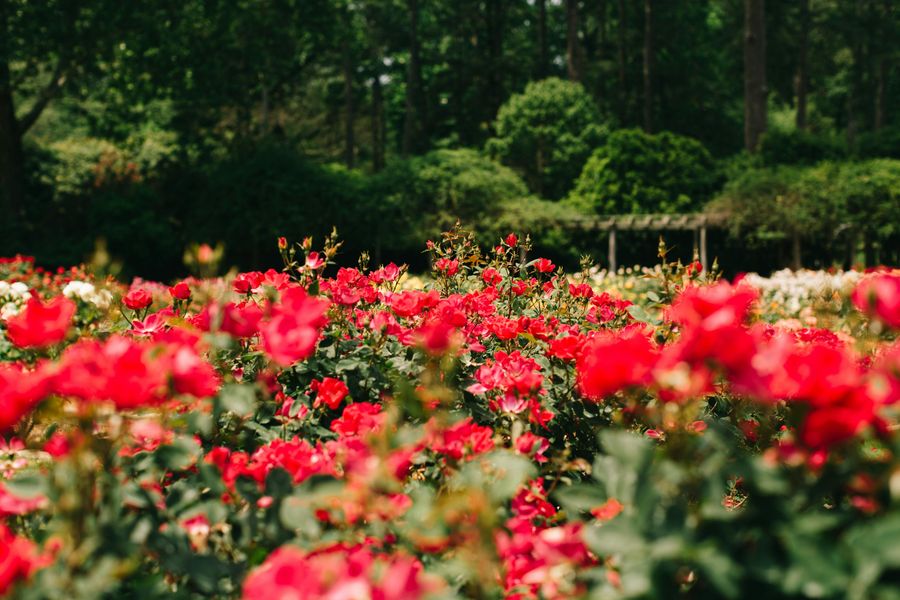 Rose Garden Visit