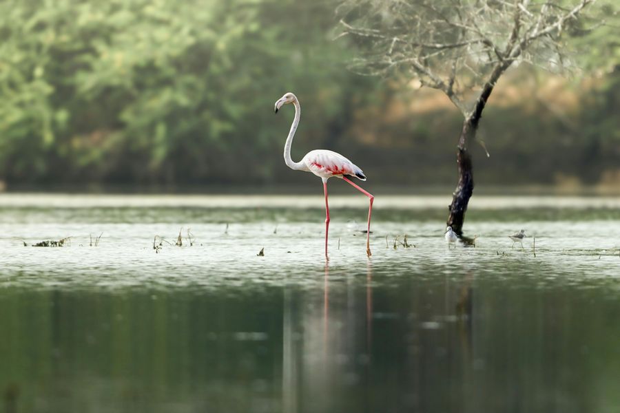 Bharatpur highlight