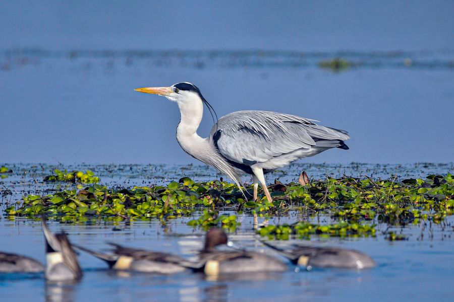 Birdwatching at Sohola Beel