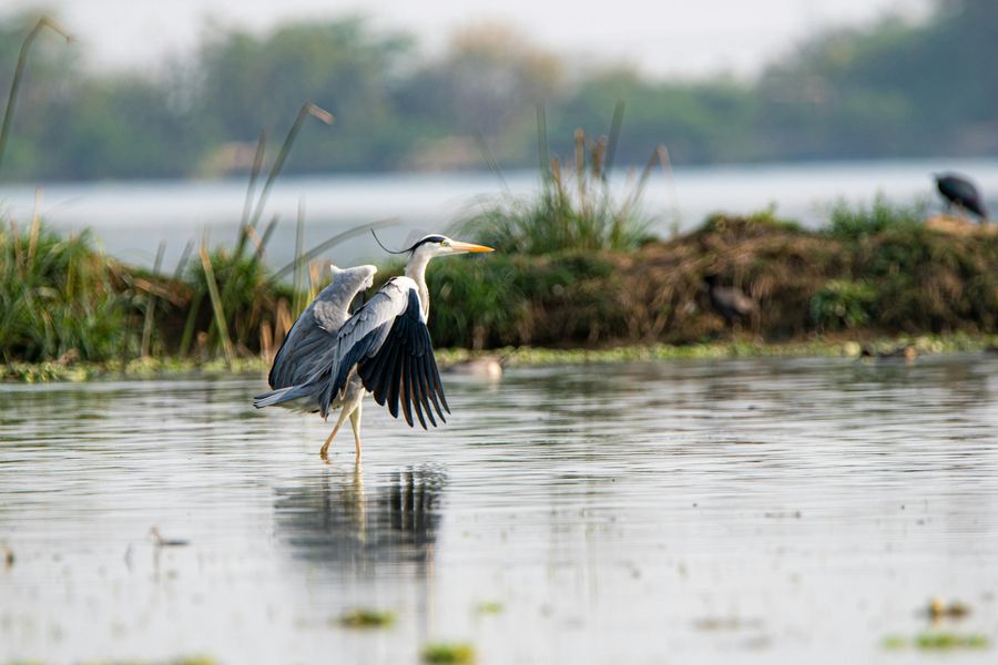 Winter Bird Count Weekend