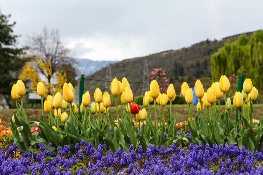 Kashmir Tulip Festival 2026: Dates, Tickets, and Best Spots to Visit