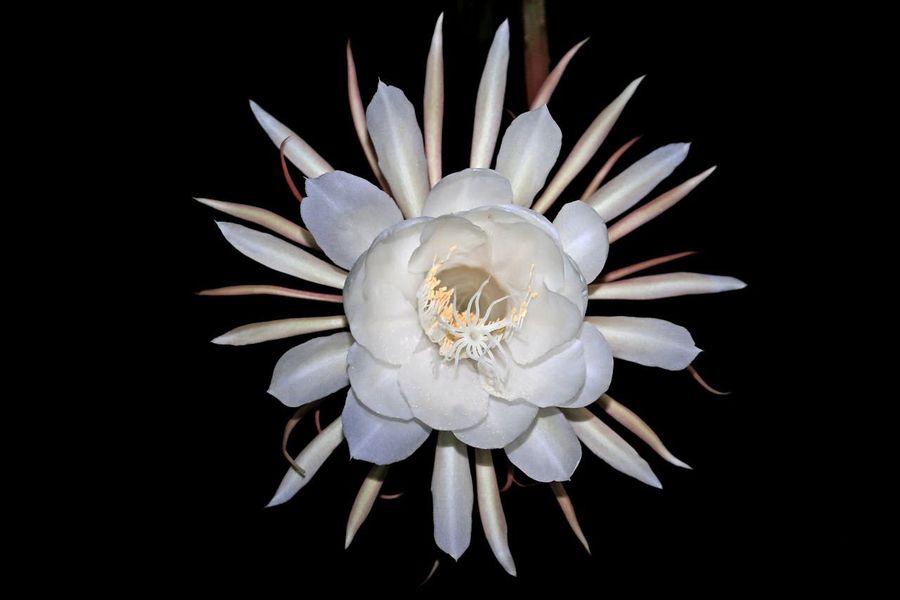 Rare Brahmakamal