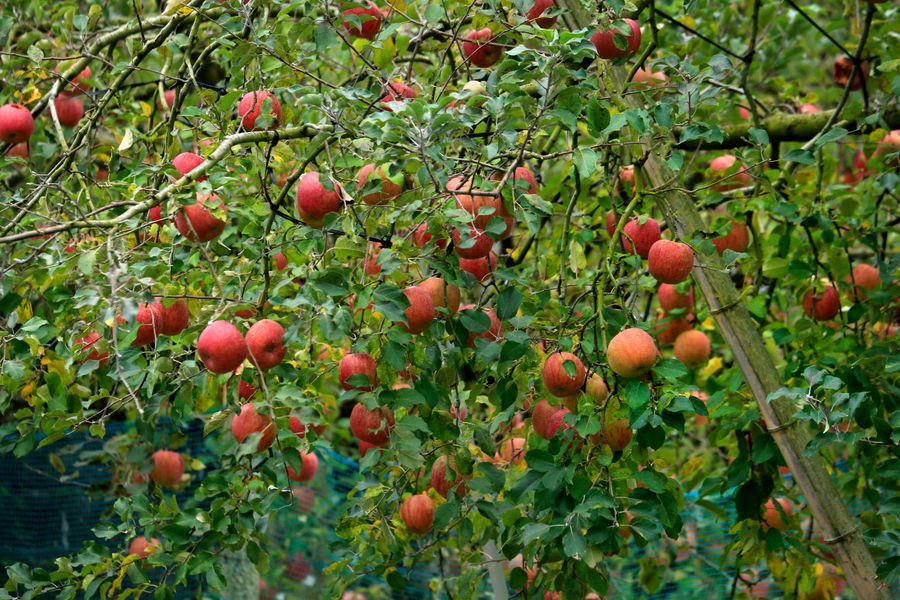 Apple Orchard Tour