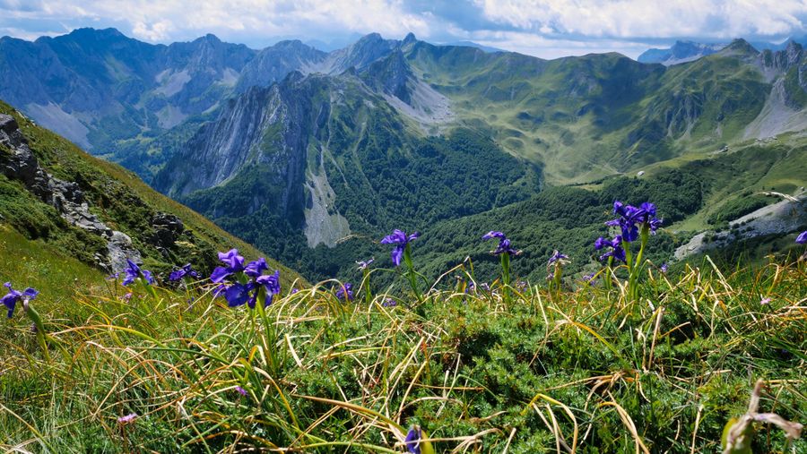 Valley of Flowers highlight