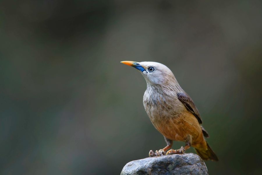 Bird Photography