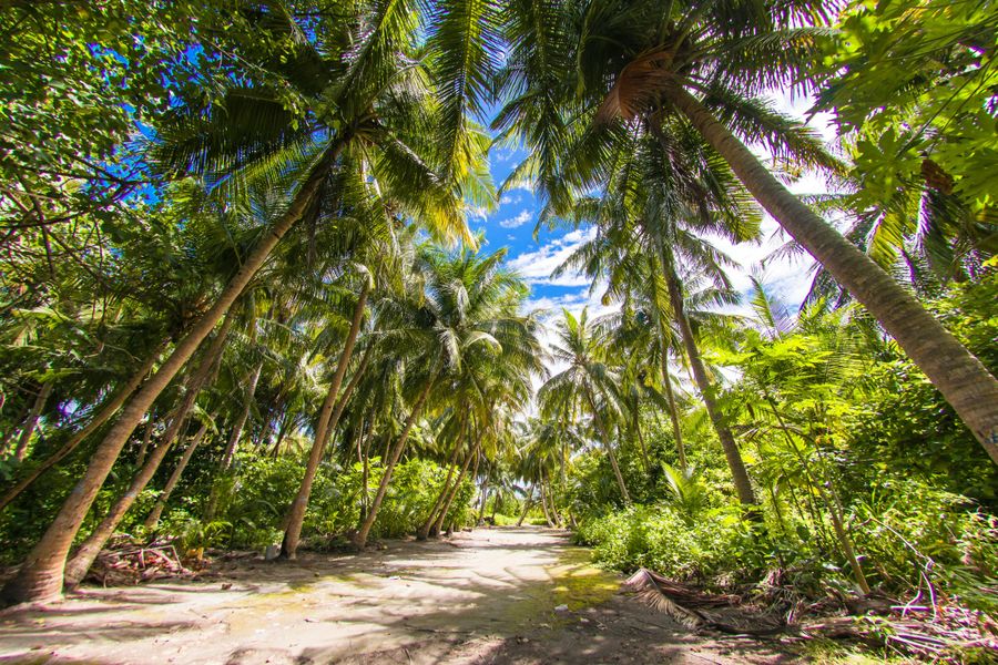 Coco de Mer Palms