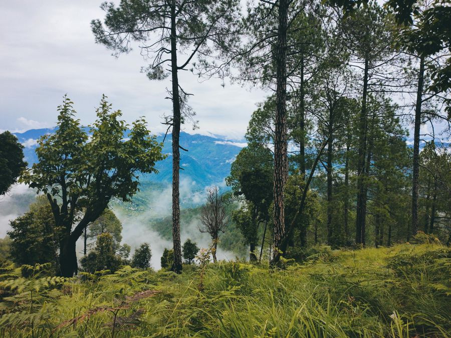Binsar highlight