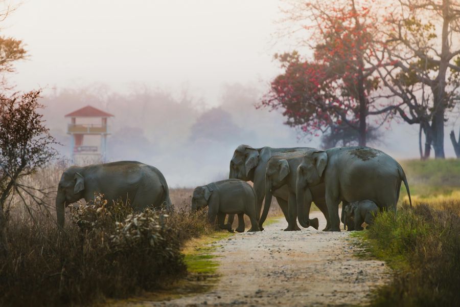Jim Corbett National Park highlight