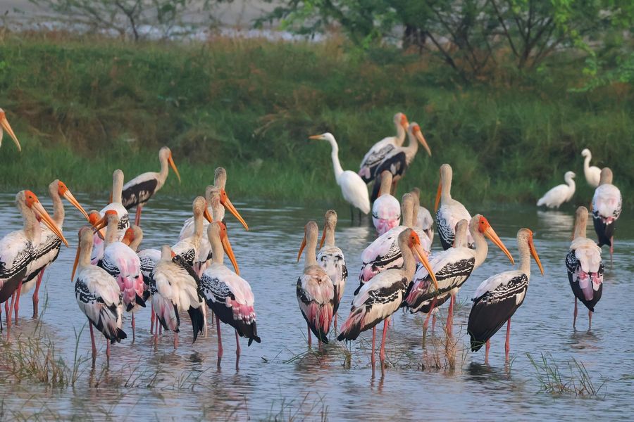 Painted Stork Colony