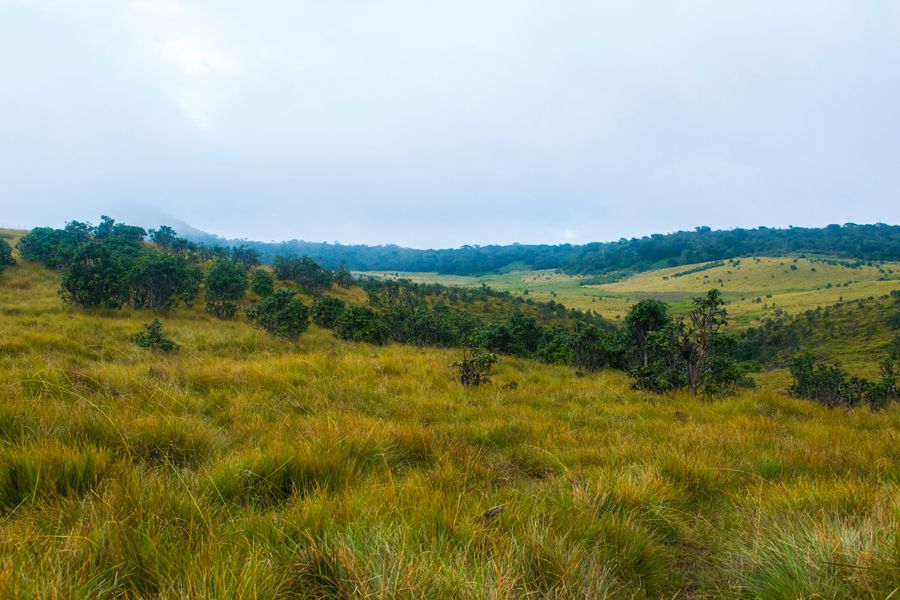 Shola-Grassland Transition