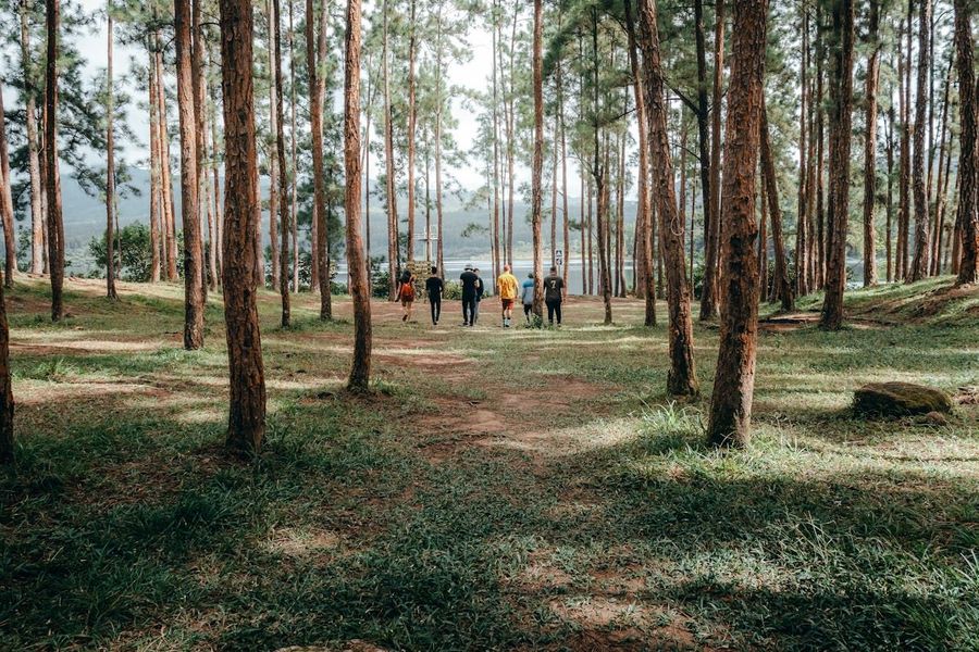 Dodda Sampige Tree Trek