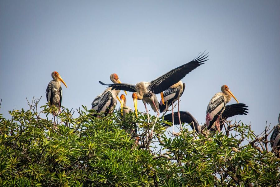 Painted Stork Colony