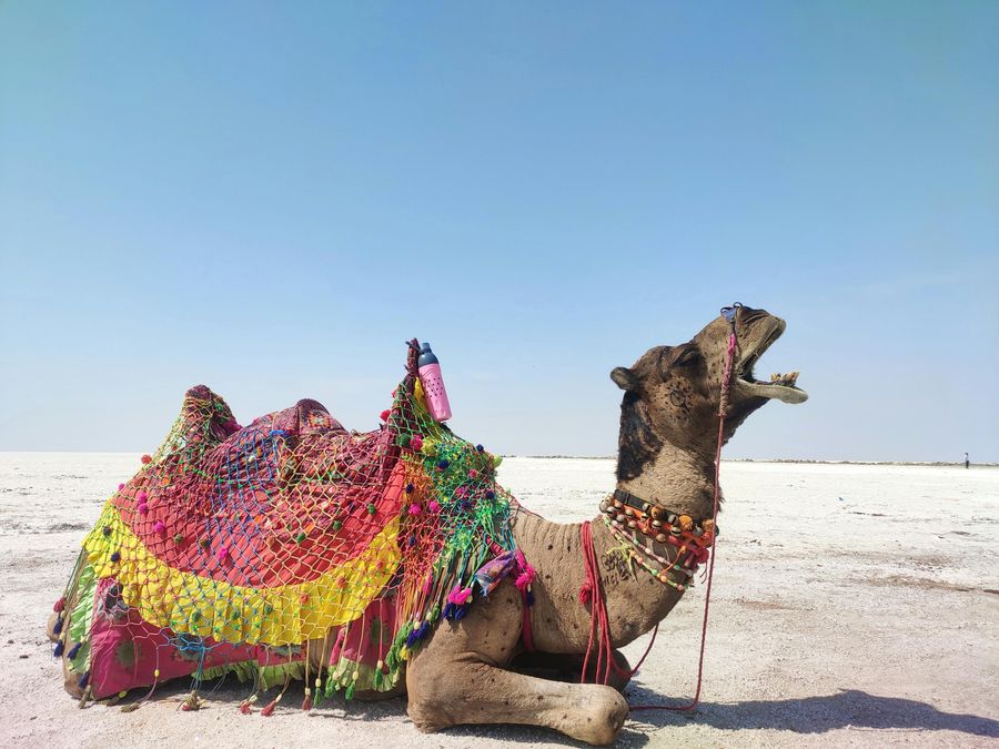 Rann of Kutch highlight