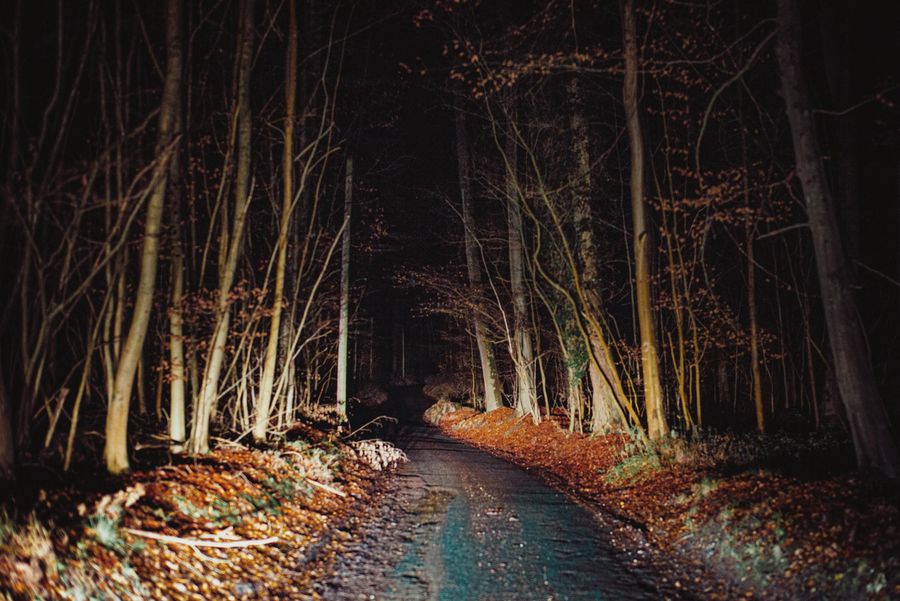 Forest Night Experience