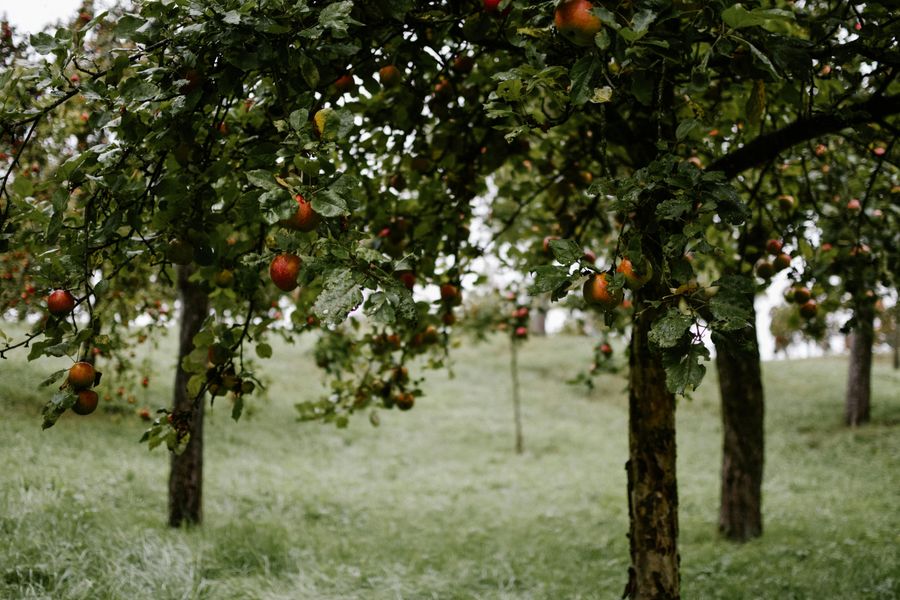 Apple Orchard Walk