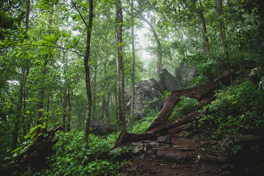 Agumbe highlight