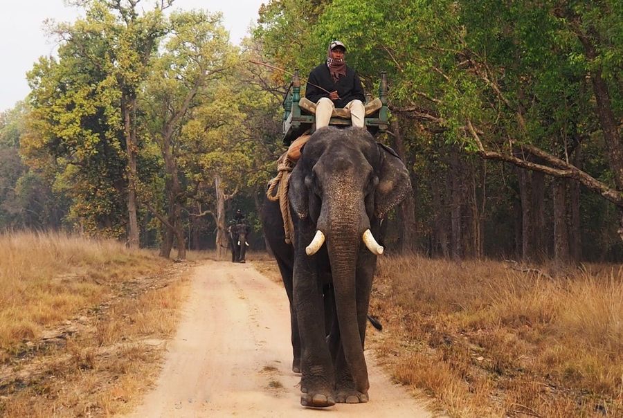 Bandhavgarh National Park highlight