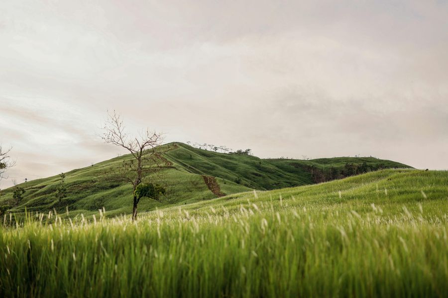 Dzukou Valley highlight