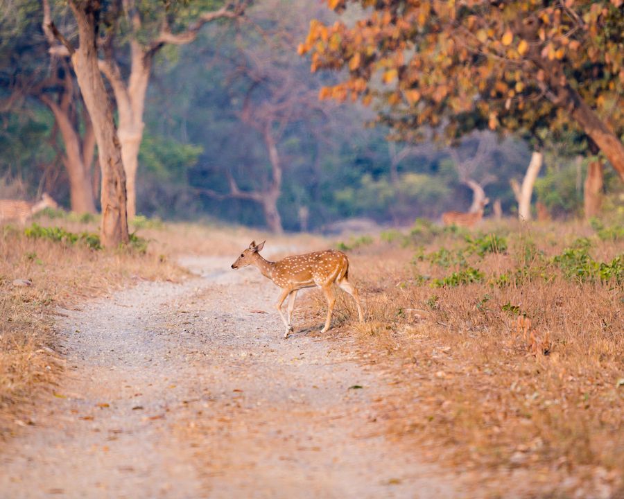 Jim Corbett National Park highlight