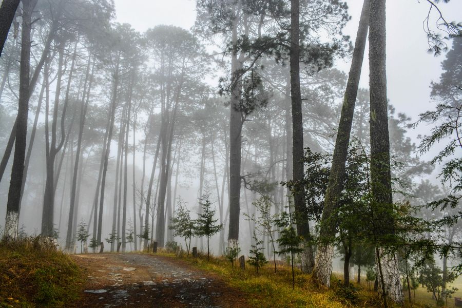 Forest Approach Trail