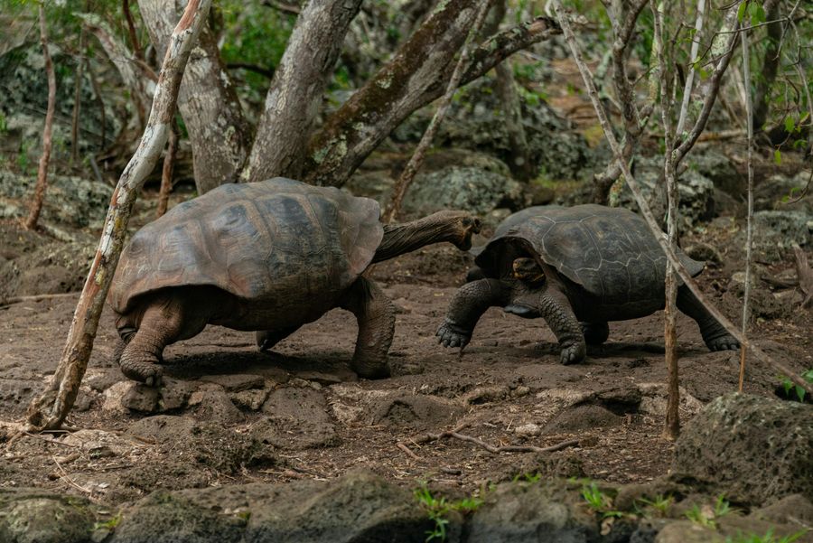 Aldabra Tortoise Encounter