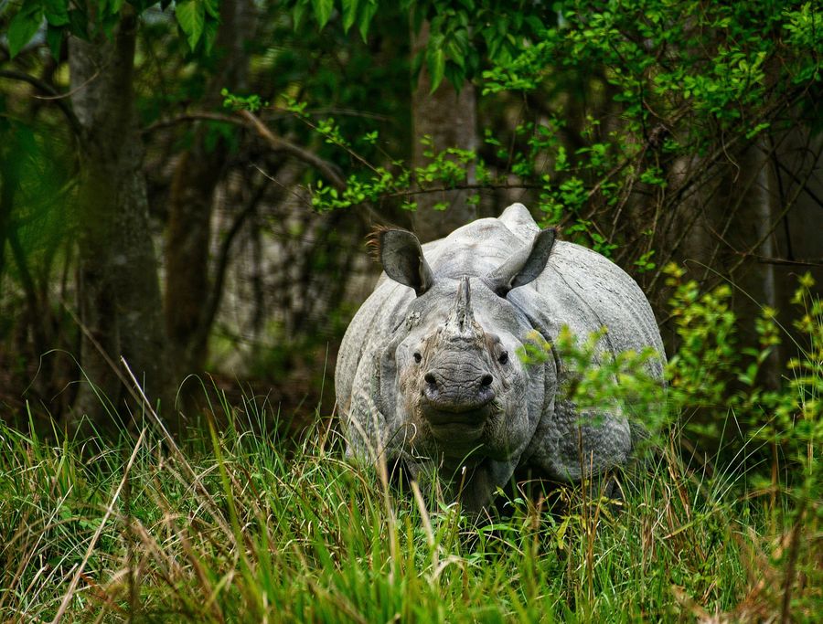 Dudhwa National Park highlight