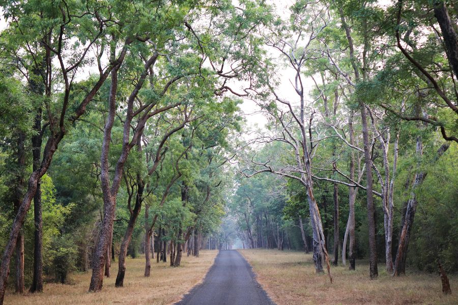 Betla National Park highlight