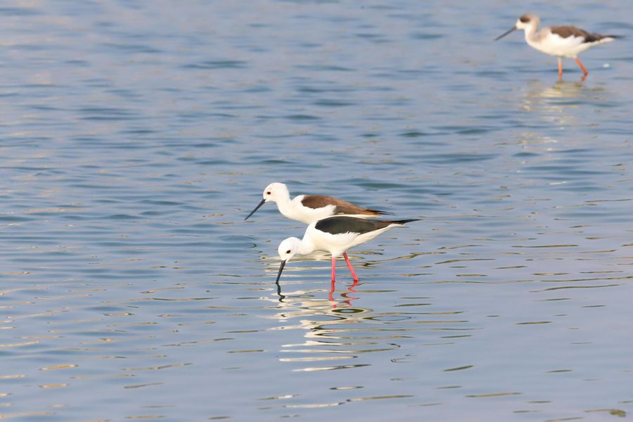 Sultanpur National Park highlight