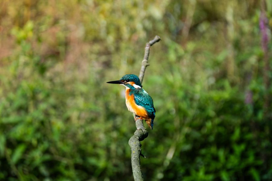 Sultanpur National Park highlight