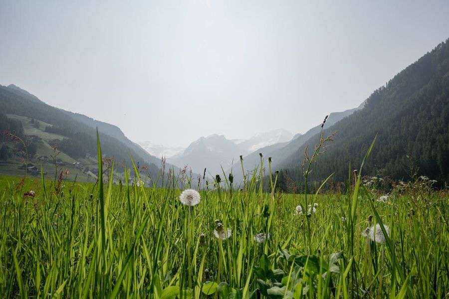 Baltal Meadow