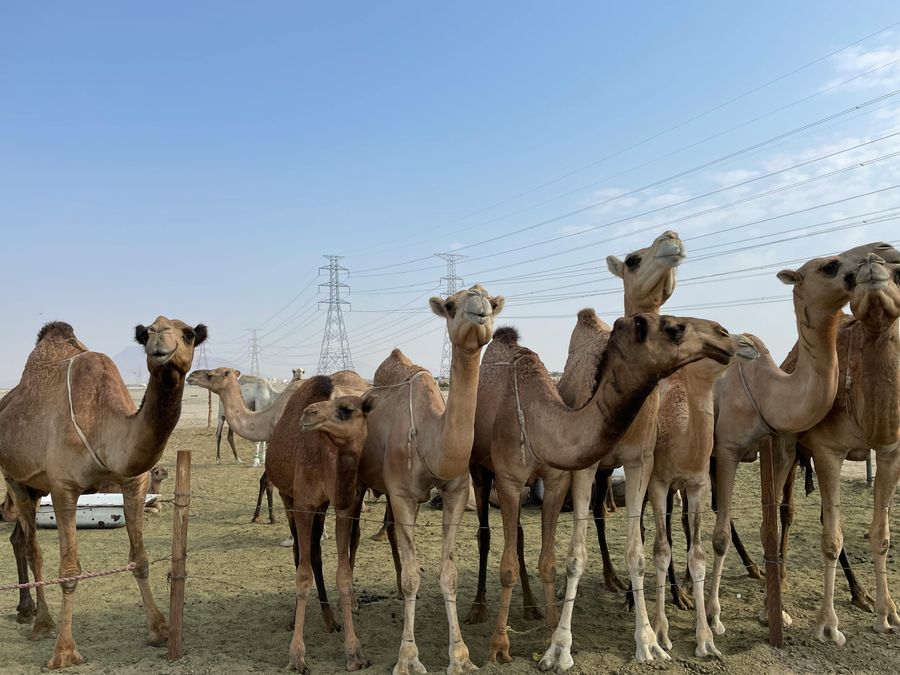 National Research Centre on Camels