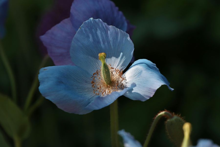 Blue Poppy