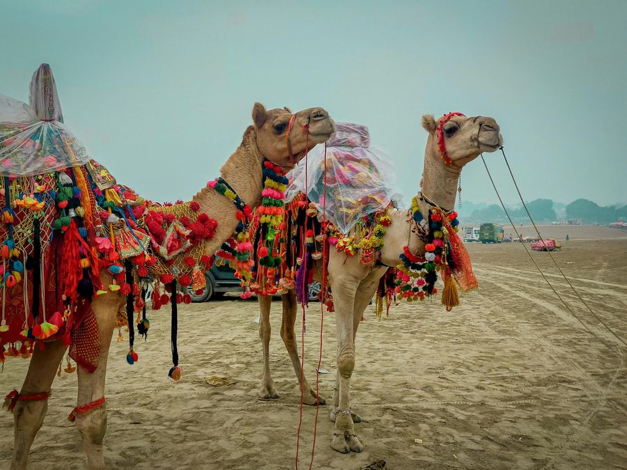 Bikaner Camel Festival