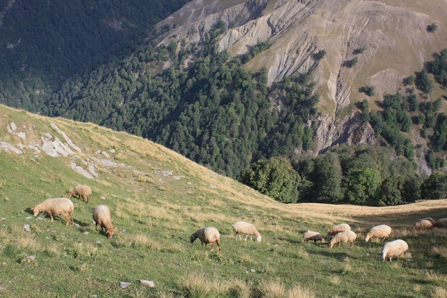 Alpine meadows and rare wildlife