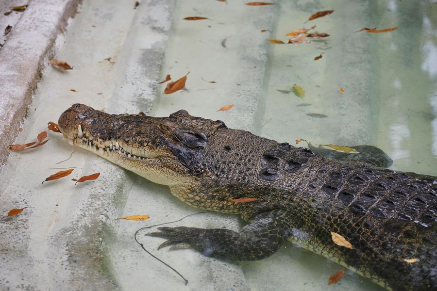 Crocodile Research Station