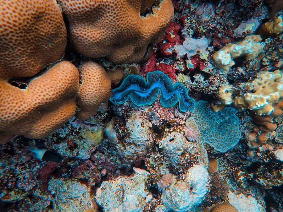 Reef Drop-Off