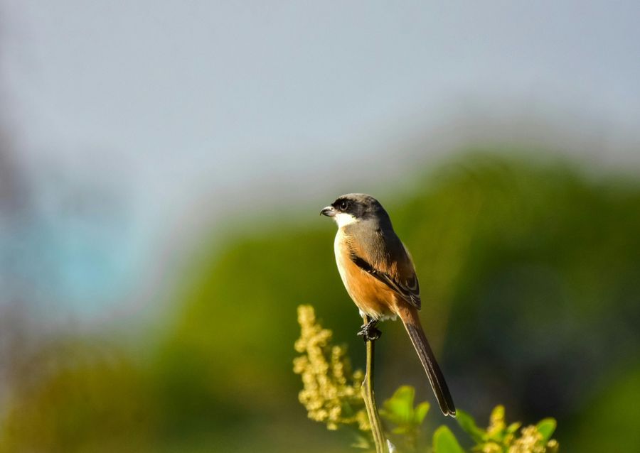 Sultanpur National Park highlight