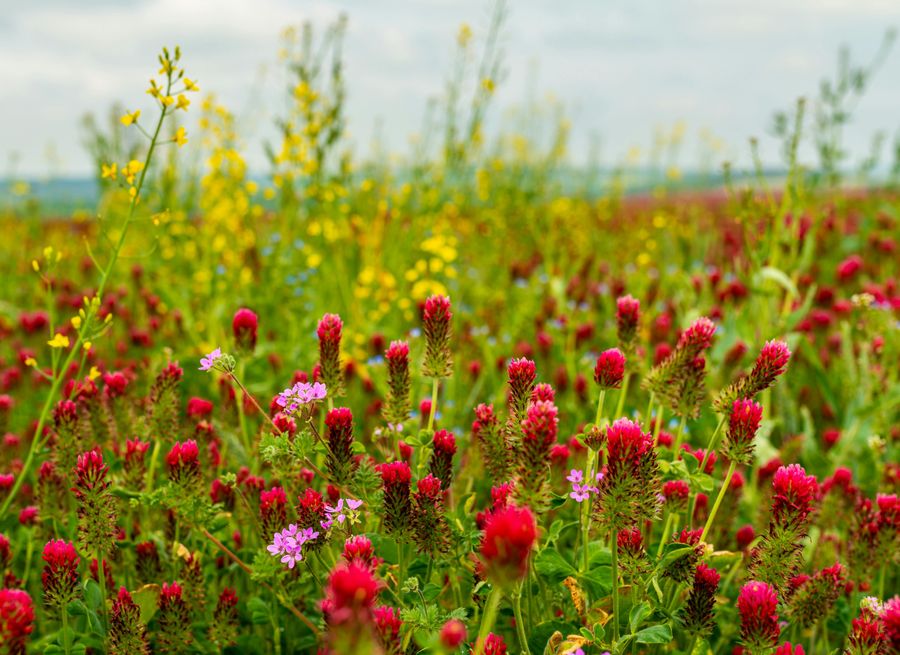 Wildflower Meadows