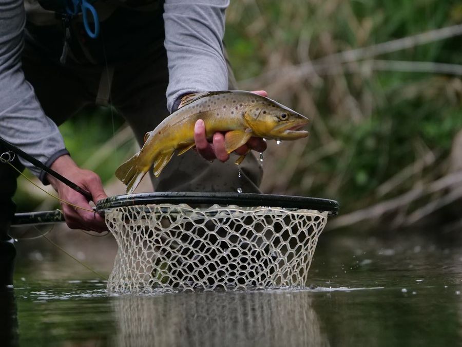 Trout Fishing at Tirthan River
