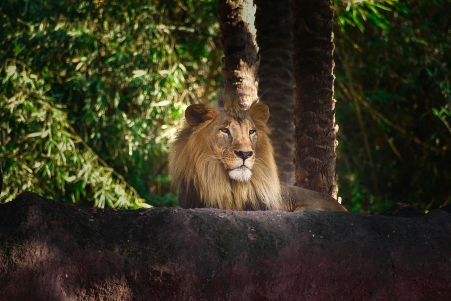 Asiatic Lion Sightings