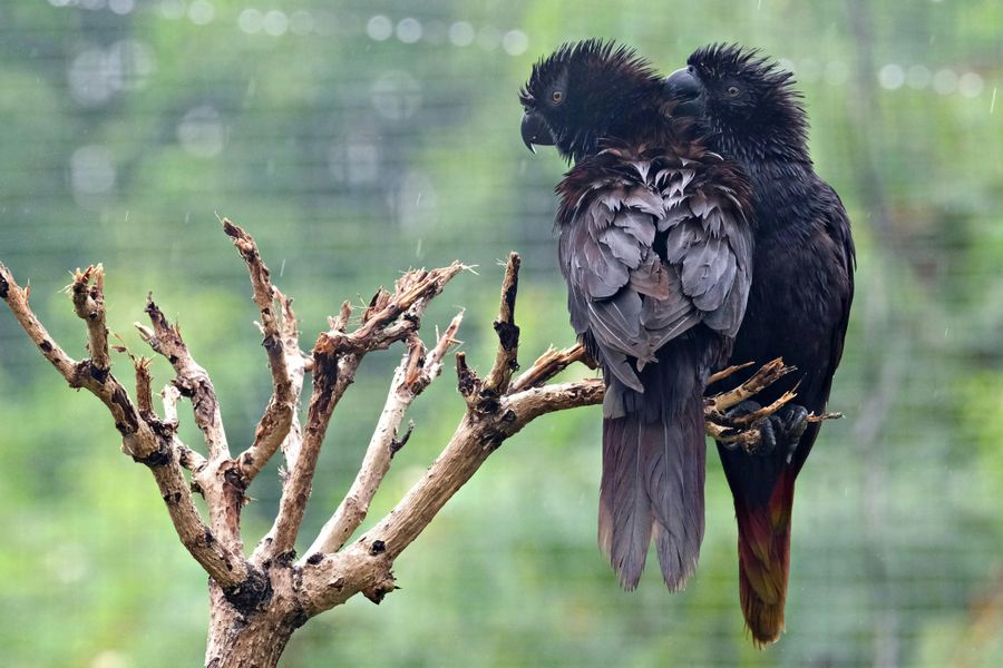 Black Parrot Sightings