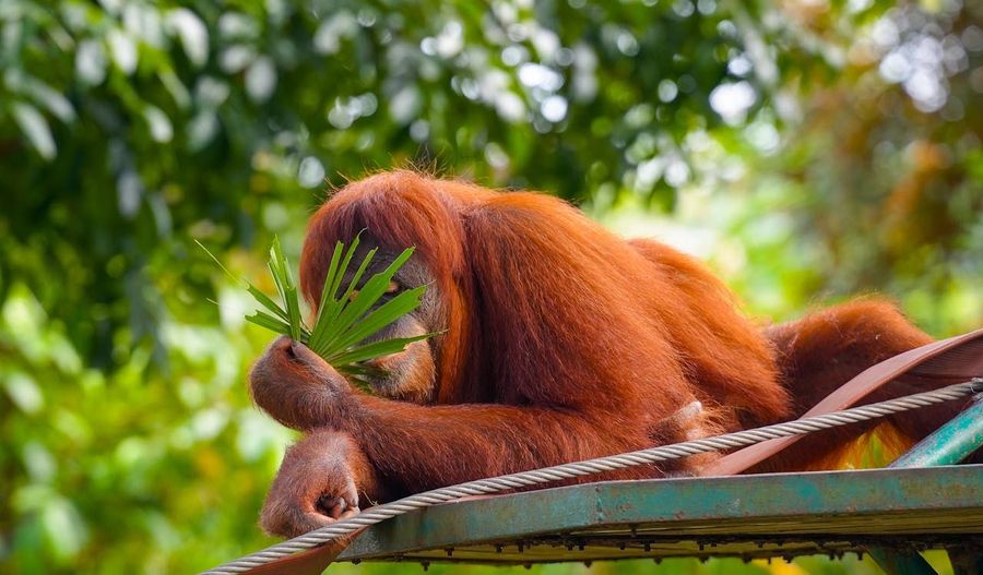 Sepilok Orangutan Sanctuary (Borneo)