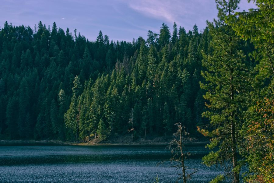 Forest-Rimmed Lake