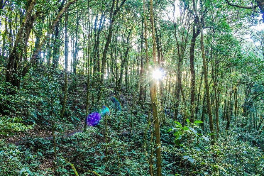 Walk to Kodia Jungle