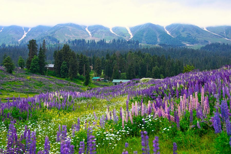 Valley of Flowers highlight