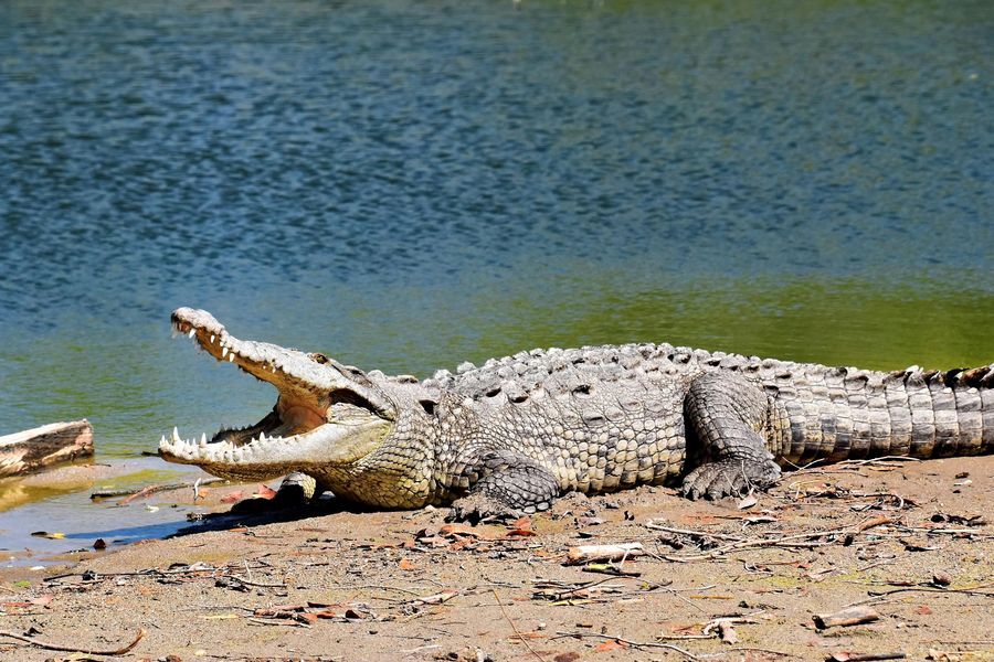 Crocodile Breeding Centre