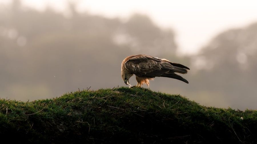 Hunter-to-Conservationist Story